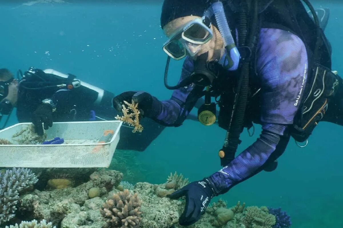 Где риф. Большой Барьерный риф дайвинг. The Coral nurture program. Дайвинг в Австралии большой Барьерный риф. Большой Барьерный риф кораллы под водой.