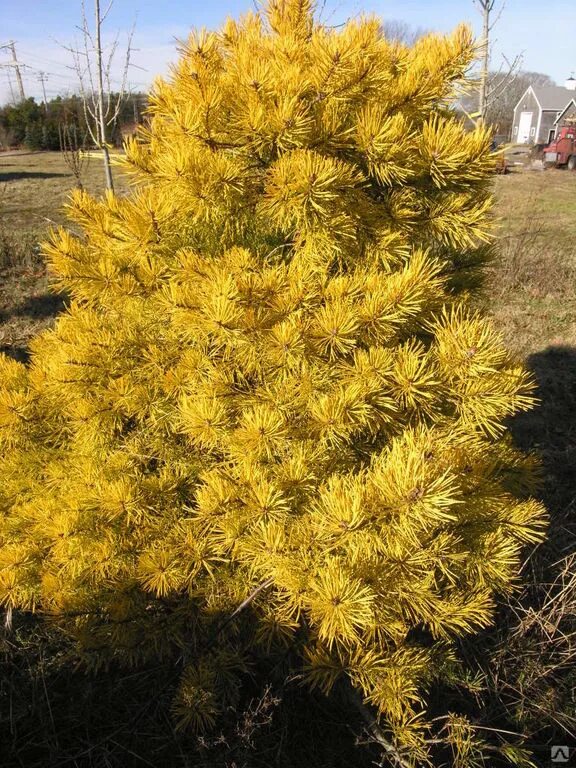 Желтые хвойные. Pinus Sylvestris Aurea. Сосна обыкновенная Ауреа. Сосна обыкновенная Ауреа Pinus Sylvestris Aurea. Сосна Сильвестрис Ауреа.