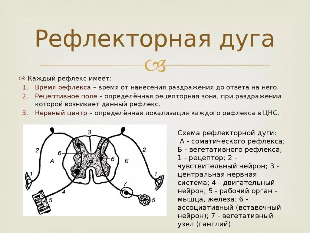 Проведение импульса по рефлекторной дуге. Схема рефлекторной дуги соматического рефлекса. рефлекс звенья рефлекторной дуги. рефлекторная дуга 1 рефлекса. схема передачи импульса рефлекторной дуги.
