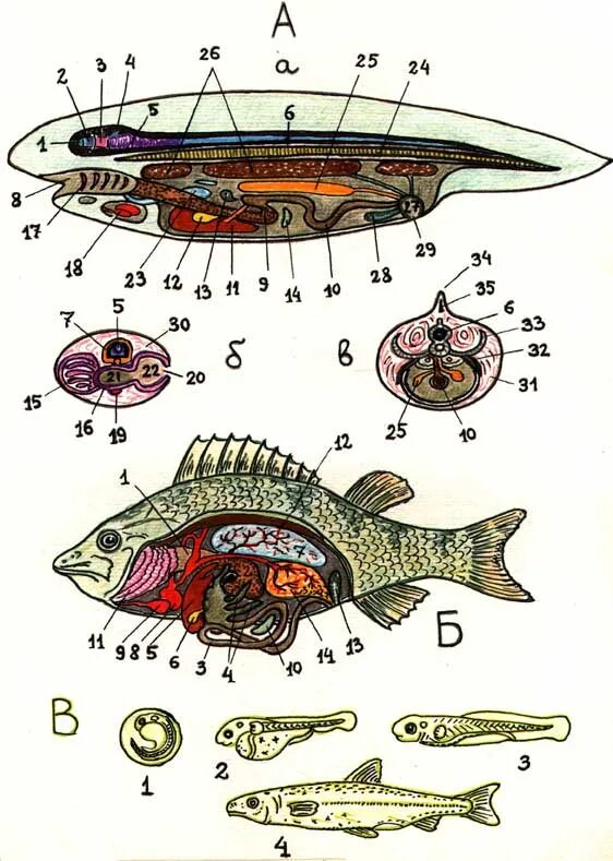 Внутреннее строение щуки. Внутреннее строение рыбы фугу. Налим строение внутренних органов. Строение внутренностей рыбы. Строение рыбы в разрезе.