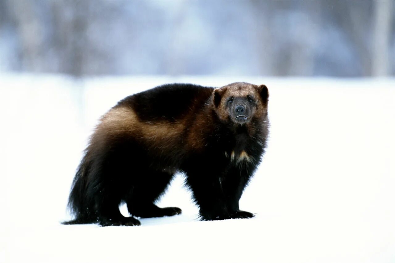 росомаха (gulo gulo). росомаха куница. северное животное росомаха. росомаха тайга сибирь. росомаха полярная.