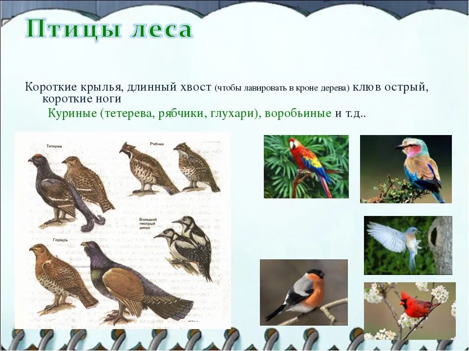 Птицы леса представители. Экологическая группа птицы леса. Лесные птицы примеры. Экологические группы лесных птиц.