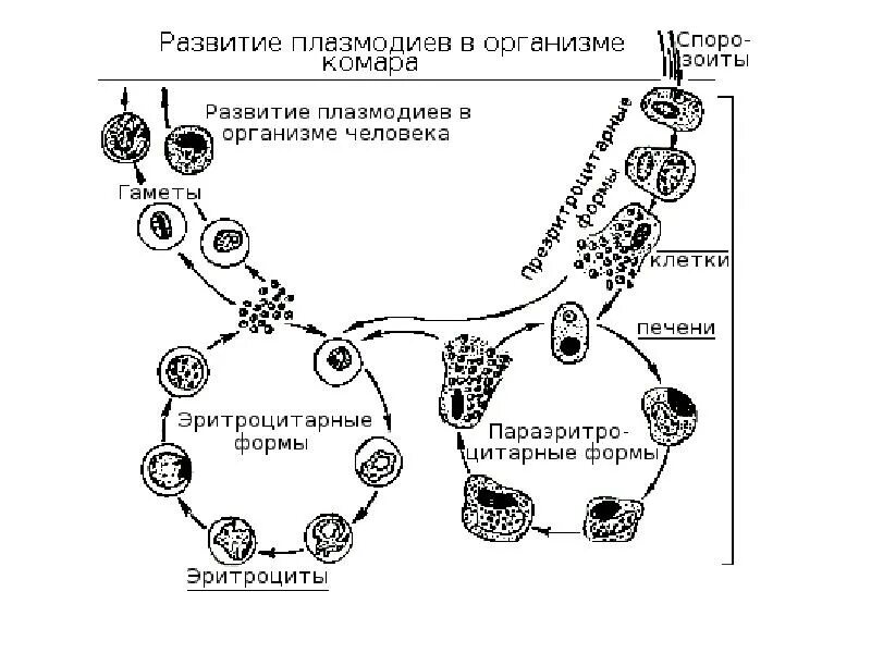 Несколько ведущих генераций плазмодиев в патогенезе малярии. Цикл развития малярийного плазмодия. Малярия цикл развития плазмодия. Стадии жизненного цикла малярийного плазмодия. Жизненный цикл малярийного плазмодия в организме человека.