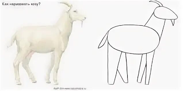 Рисование козленка в средней группе. Поэтапное рисование козы для детей. Рисование в средней группе коза. Рисование козленок старшая группа.