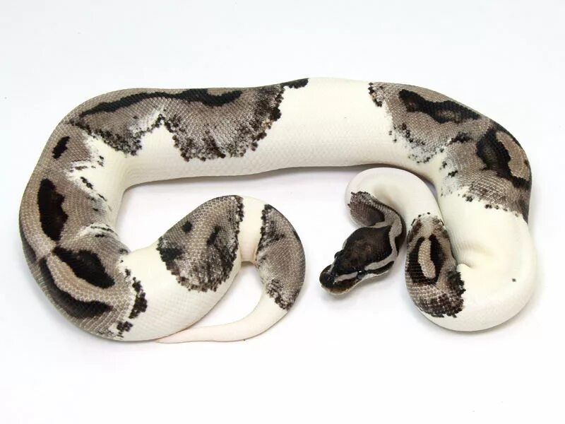 Типы переменных в питоне. Питон региус самки. Королевский питон urban camo. Питон региус. Lambda python сортировка.