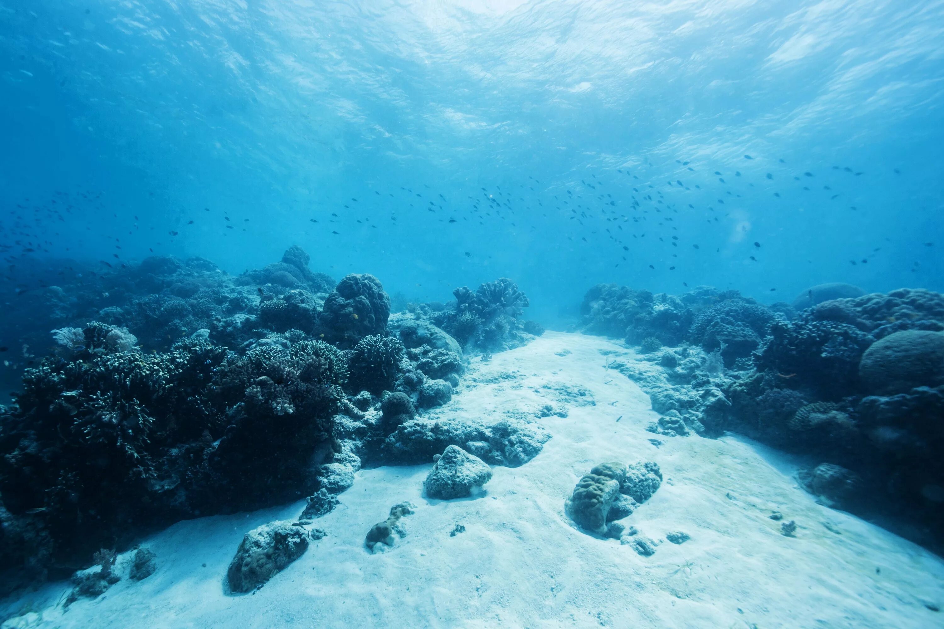 5 морских океанов. Тихий океан дно океана. Морское дно. Дно моря. Море под водой.