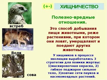 Хищники в экосистеме