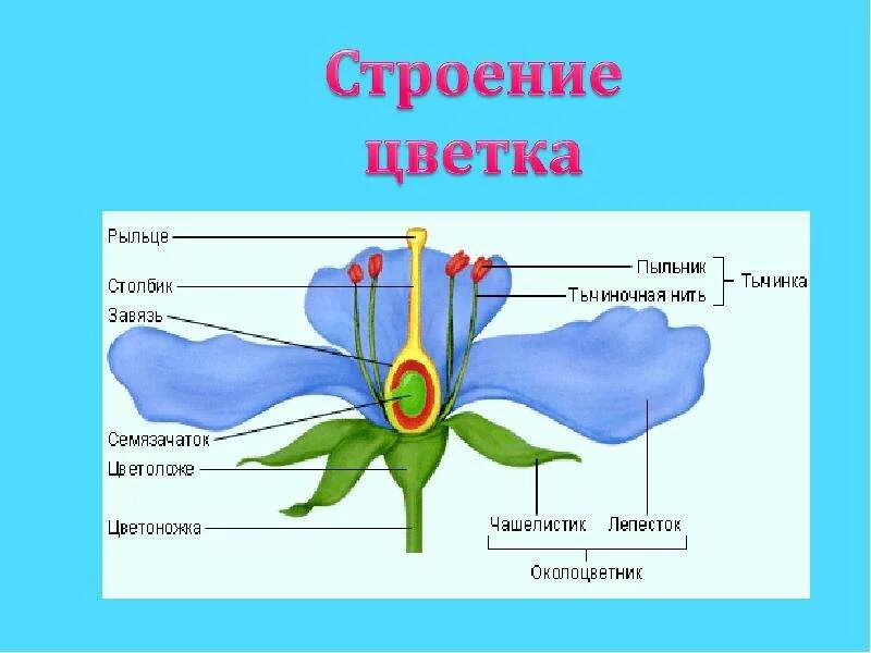 Функции строения цветка 6 класс. Строение цветка. Цветок строение и функции. Функции частей цветка. Функции органов цветка.