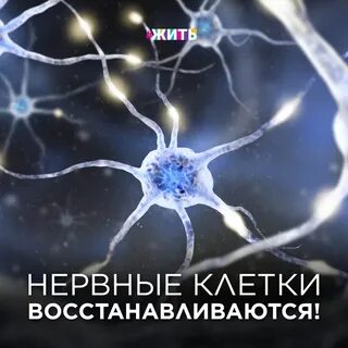 Восстанавливаются ли клетки