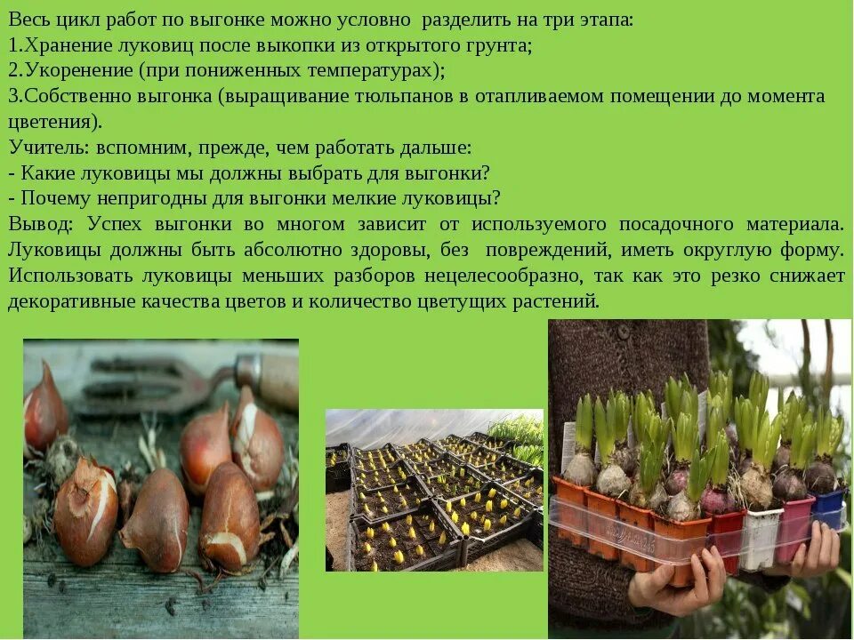 Хранить тюльпаны температура