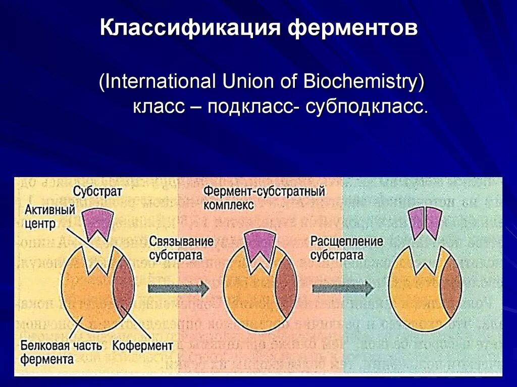 Классификация ферментов. Ферменты классификация ферментов. Структура ферментов. Строение фермента.