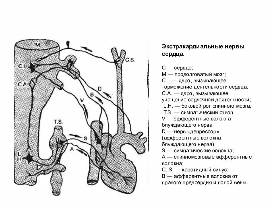 Иннервация и рефлексы. Блуждающий нерв иннервация сердца схема. Усиливающий нерв Павлова схема. Схема экстракардиальных рефлексов. 9. Схема экстракардиальной иннервации сердца.