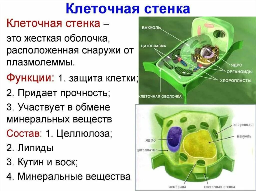 Для каких клеток характерна клеточная стенка оболочка