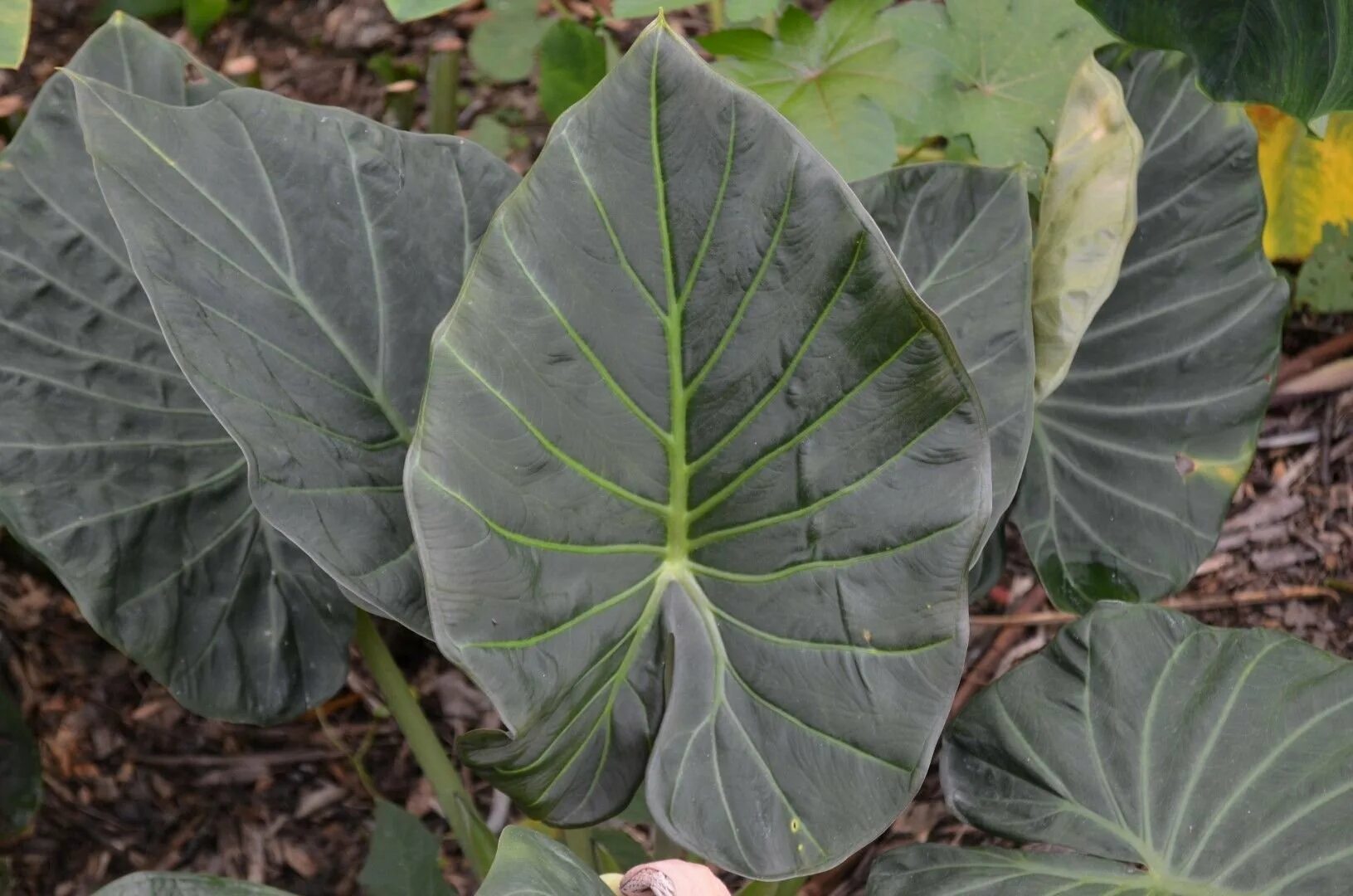 Алоказия регал шилдс. Alocasia regal shields. Алоказия шилдс. Алоказия регал шилдс. Алоказия green shield.