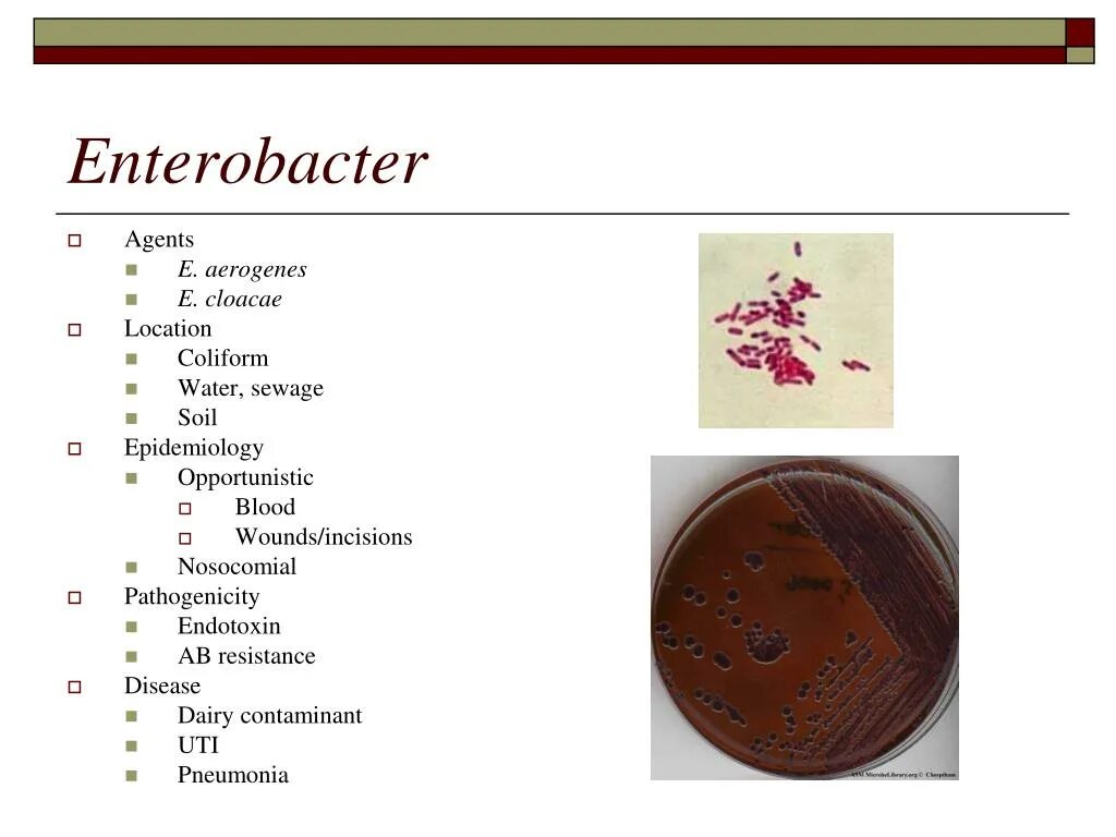 Энтеробактерии в моче. Энтеробактер аэрогенес. Энтеробактер клоаке в моче. Энтеробактер на среде Эндо. Enterobacter cloacae что это