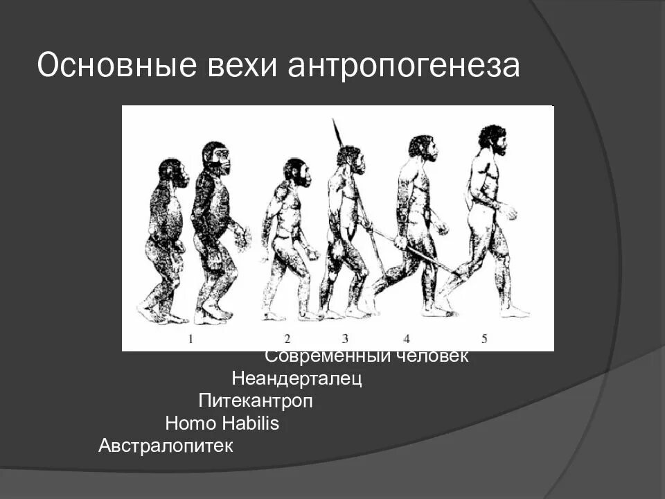 Установите последовательность стадий человека. Схема антропогенеза человека. Этапы антропогенеза схема. Вехи антропогенеза. Современный Антропогенез.