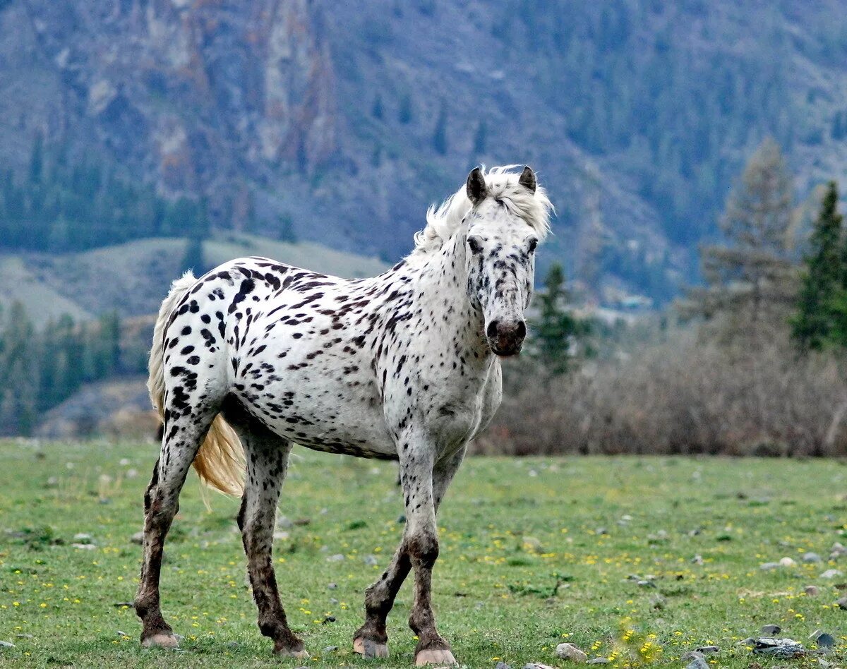 Алтайская чубарая порода лошадей. Алтайская лошадь чубарая масть. Чубарая масть лошади. Алтайские чубарые лошади.