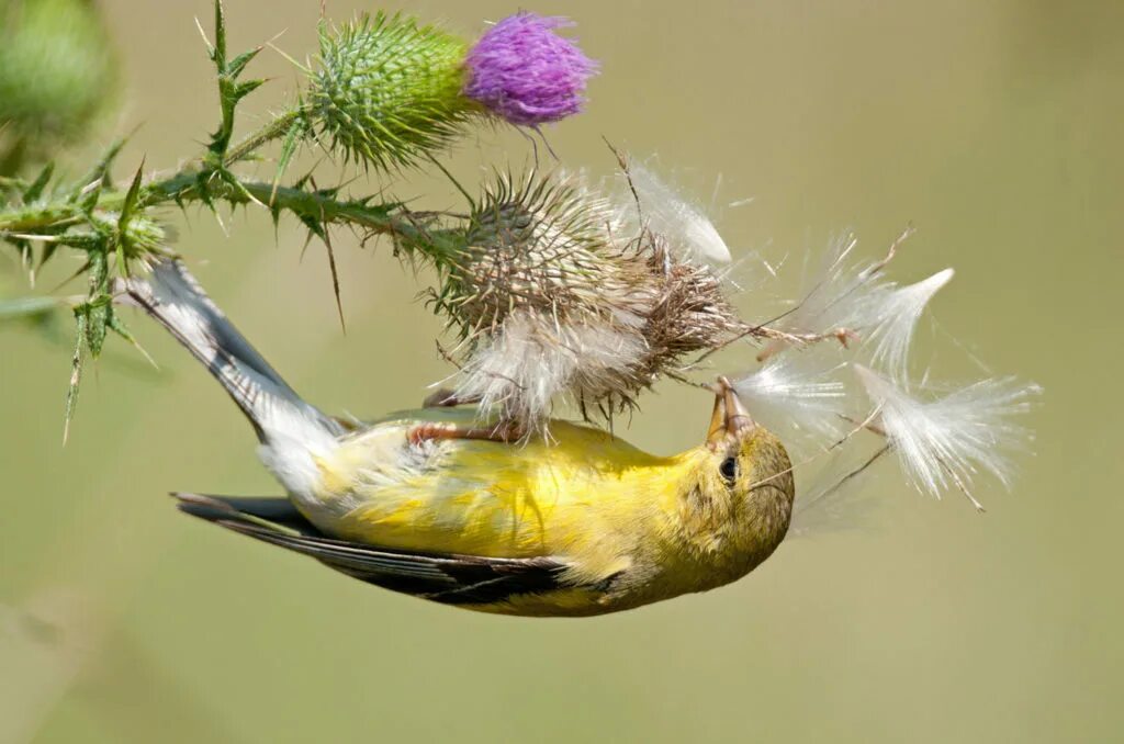 зимующие птицы щегол. какие птицы питаются насекомыми и семенами и ягодами. пшеничное поле с птицами. перелётные птицы питаются ли растительной природы. птица распространитель семян.