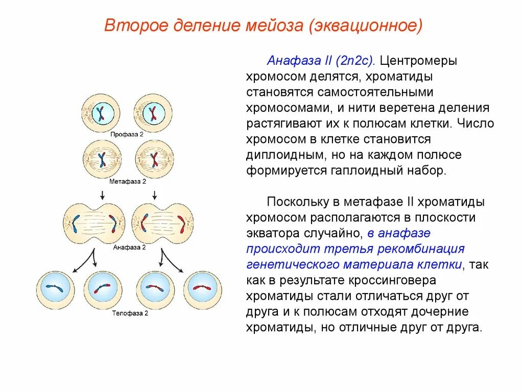 Фазы мейоза хромосомы. Профаза второго деления мейоза. Профаза 2 деления мейоза. Анафаза второго деления мейоза хромосомы. Мейотическое деление клеток зона