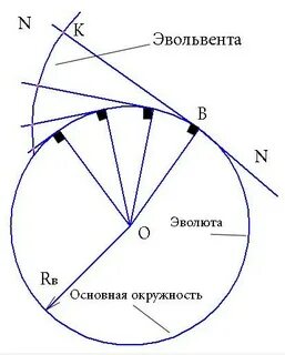 Эвольвента что это