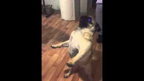 Мопс танцует 10
