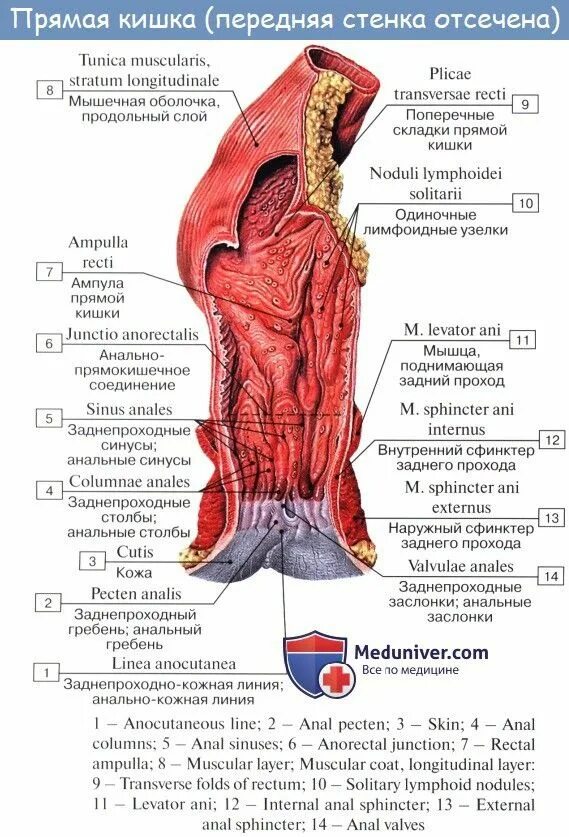 Прямая кишка анатомия латынь. Строение прямой кишки топографическая анатомия. Наружный сфинктер прямой кишки анатомия. Прямая кишка латынь строение. Сколько сфинктеров