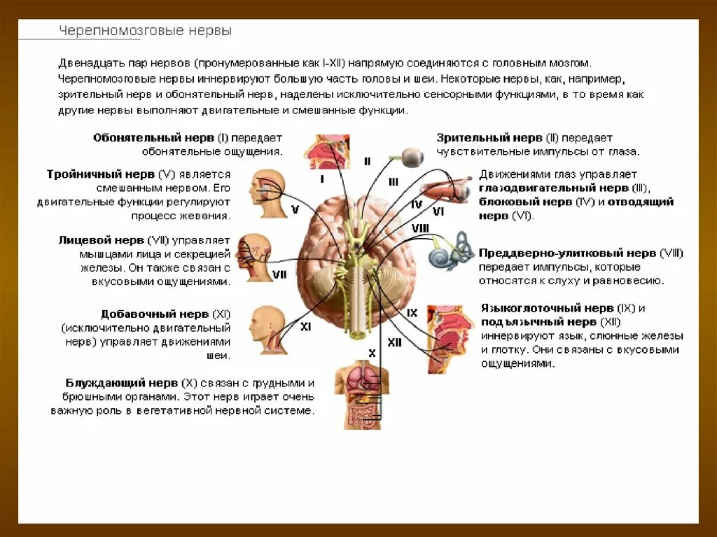 Сколько пар черепных нервов отходит. Таблица функции 12 пар черепно-мозговых нервов ЧМН. 12 Пар черепно-мозговых нервов функции кратко. Черепные нервы таблица кратко. 12 Пар черепных нервов кратко.