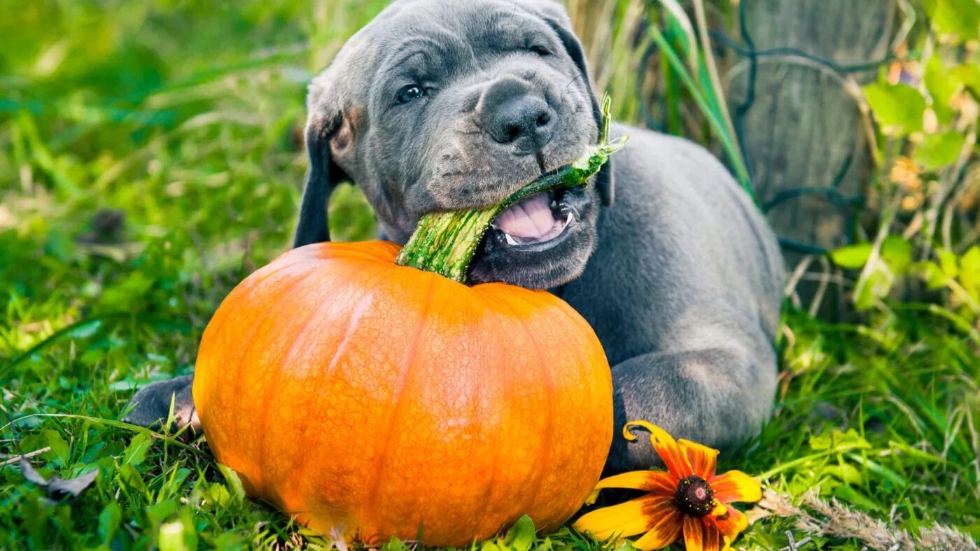 Собака тыковка. Собака тыковка. Собачий костюм с тыквой. Щенок тыква. Собачка с тыквой.