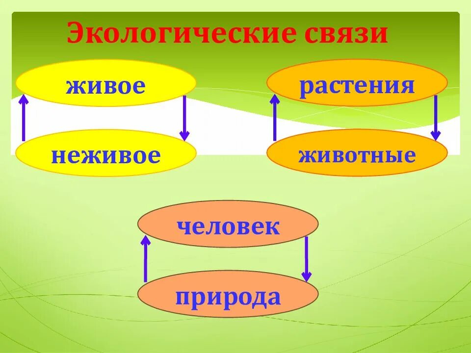 Экологические связи 3