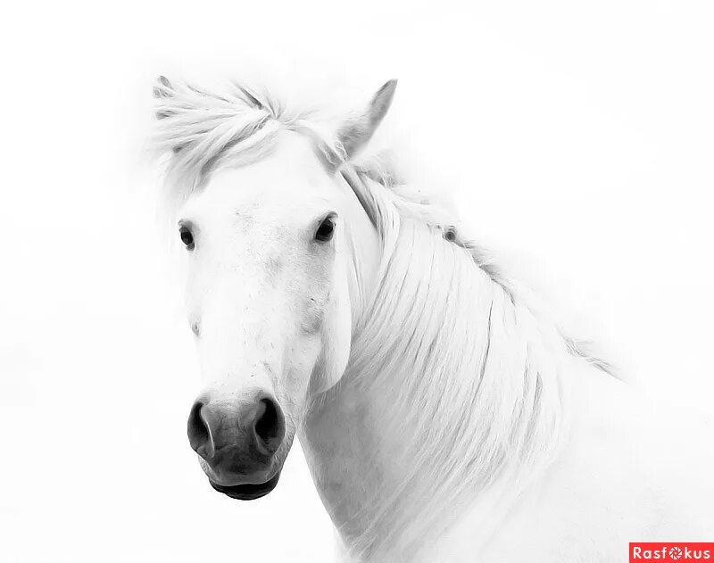 Морда лошади. Лошадь на белом фоне. Белая лошадь на белом фоне. Kjifl, на белом фоне.
