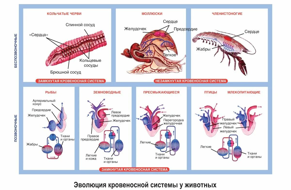 В легкие млекопитающих поступает кровь