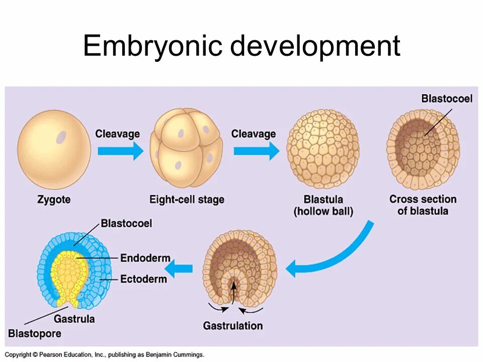 Зигота две клетки. Бластула это зародыш. Дробление зиготы рисунок. Зигота эмбрион. После первого деления зиготы образуются.