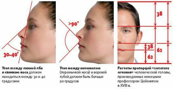 Какой должен быть лоб. Пропорции лица. Идеальный нос. Идеальные пропорции носа. Идеальные пропорции лица в профиль.