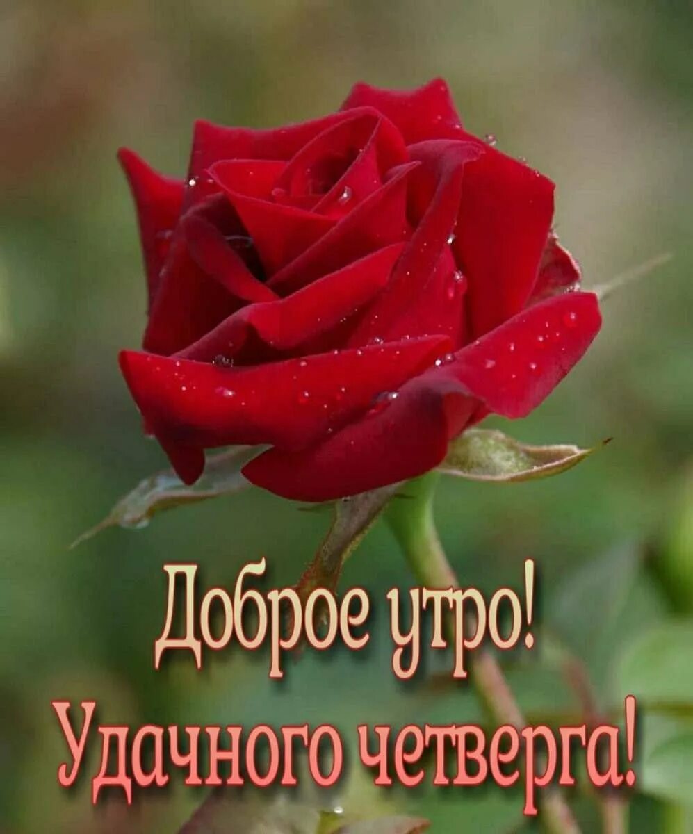 Картинка доброе утро удачного четверга. Удачного четверга. открытки удачного четверга. доброе утро удачного четверга. хорошего четверга.