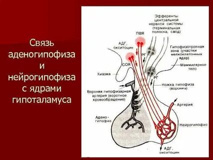 Нейрогипофиз