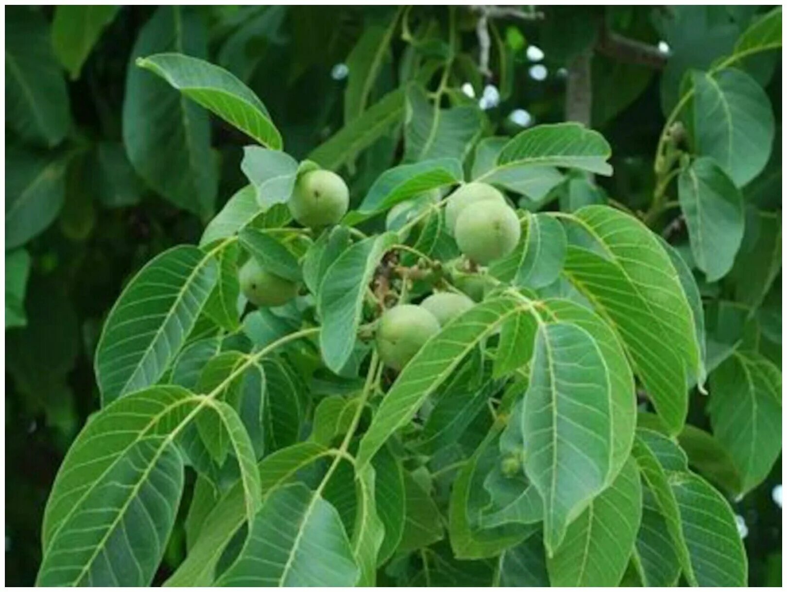 Листья грецкого ореха купить. Грецкий орех лист. Орех (Juglans). Грецкий орех дерево. Грецкий орех листва.