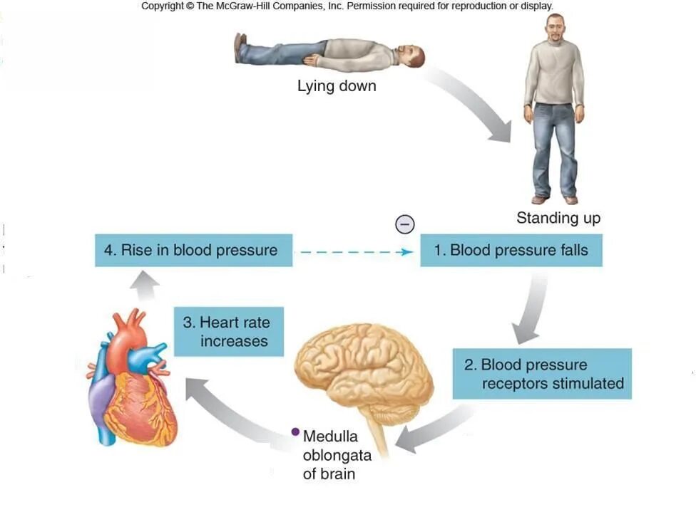 Homeostasis negative feedback loop. Negative feedback loop. Blood Pressure Regulation negative feedback. Negative feedback loop ppt. Negative start