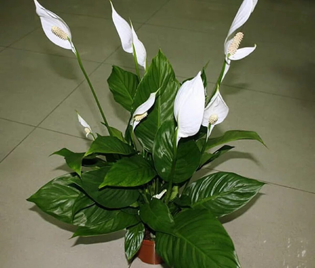 Комнатный цветок с белыми цветами название. Спатифиллум Уоллиса (Spathiphyllum wallisii). Спатифиллум Даймонд. Спатифиллум Уоллиса спатифиллум Уоллиса.