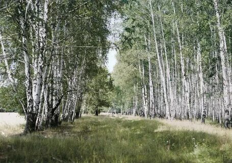 Внутренность рощи