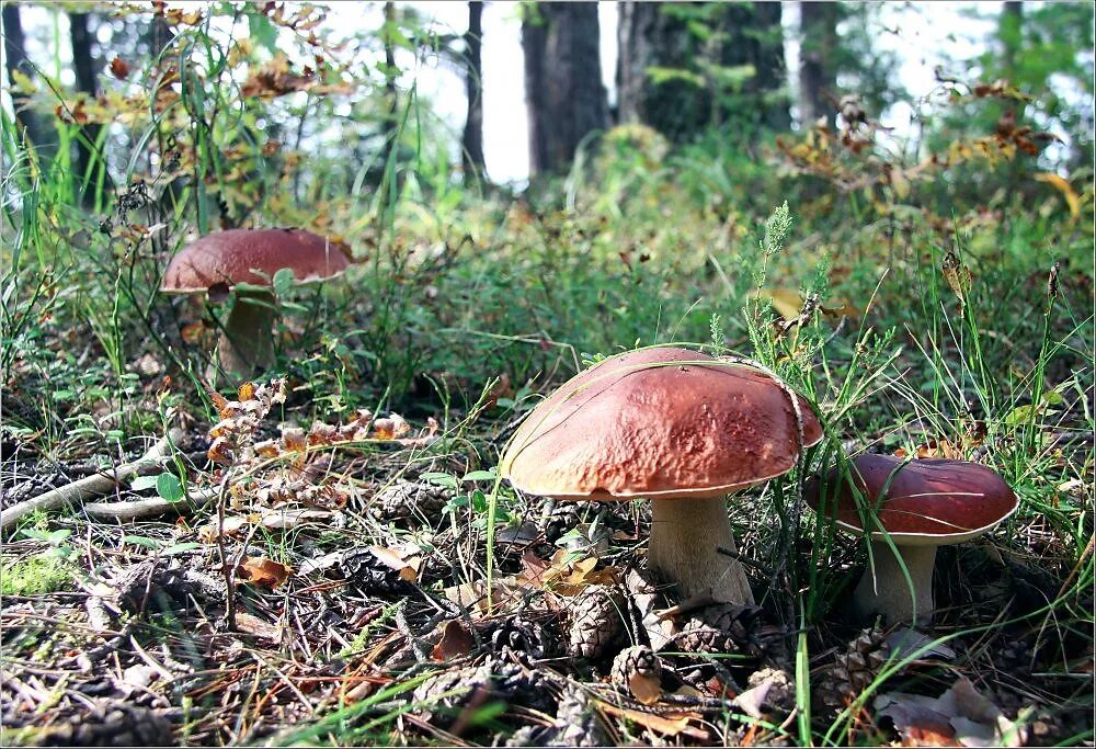 Грибная поляна фото. Белый гриб Поляна грибов. Грибная Поляна в лесу. Поляна белых грибов. Поляна с грибами в лесу.