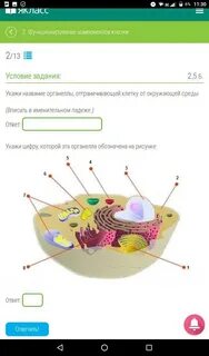 Преобразование белков и синтез лизосом название органеллы