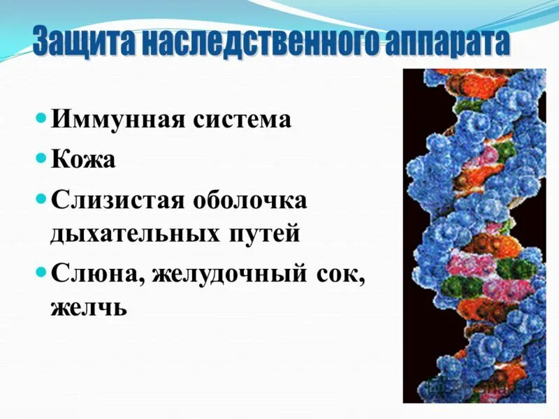 Генетический аппарат клетки. Генетическая защита. Какую функцию выполняет генетический аппарат. Наследственный аппарат клеток человека.