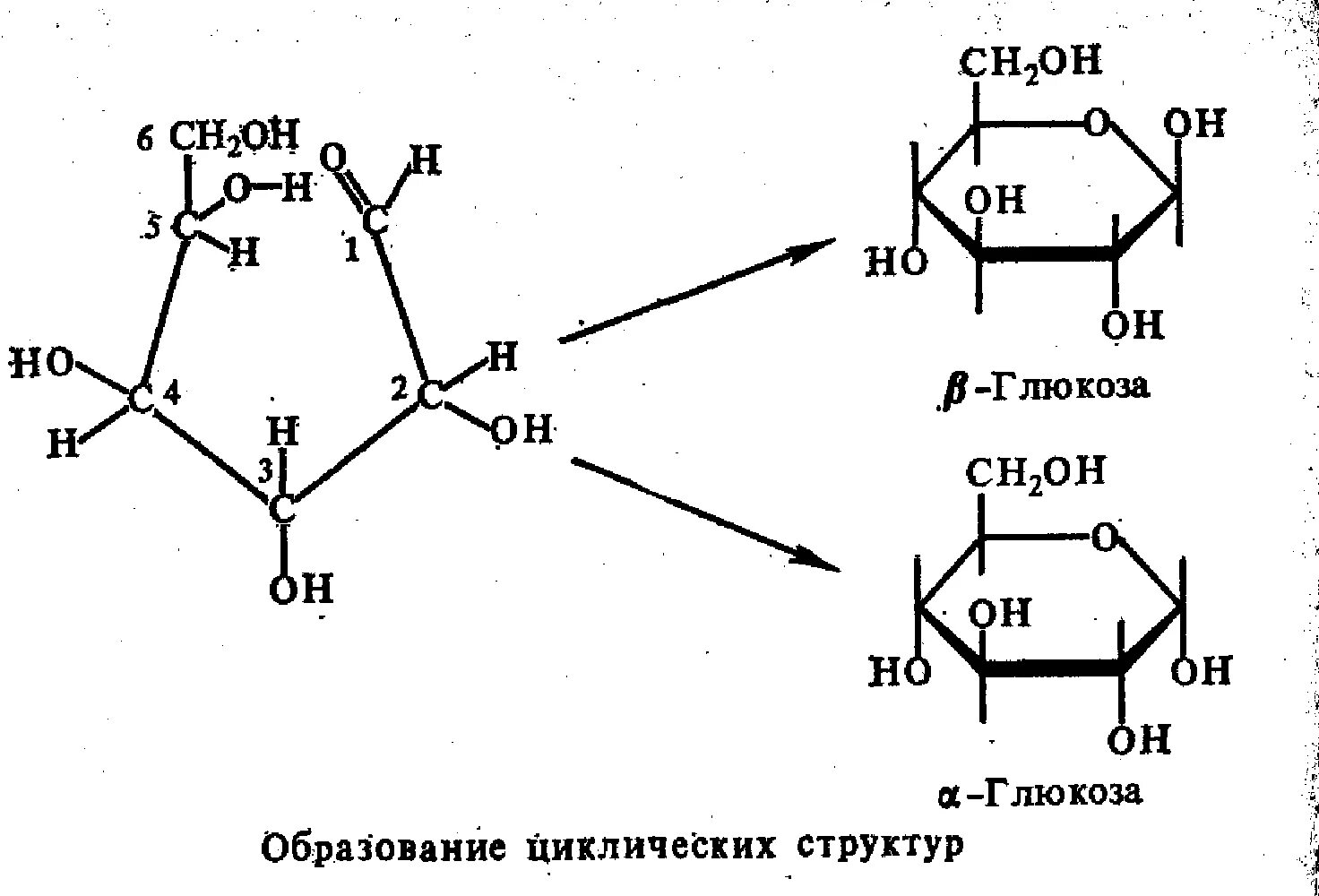 Фруктоза гидроксильная группа. Фруктоза полуацетальный гидроксил. Полуацетальные формы моносахаридов. Строение Глюкозы полуацетальный гидроксил. Полуацетальная форма Глюкозы.