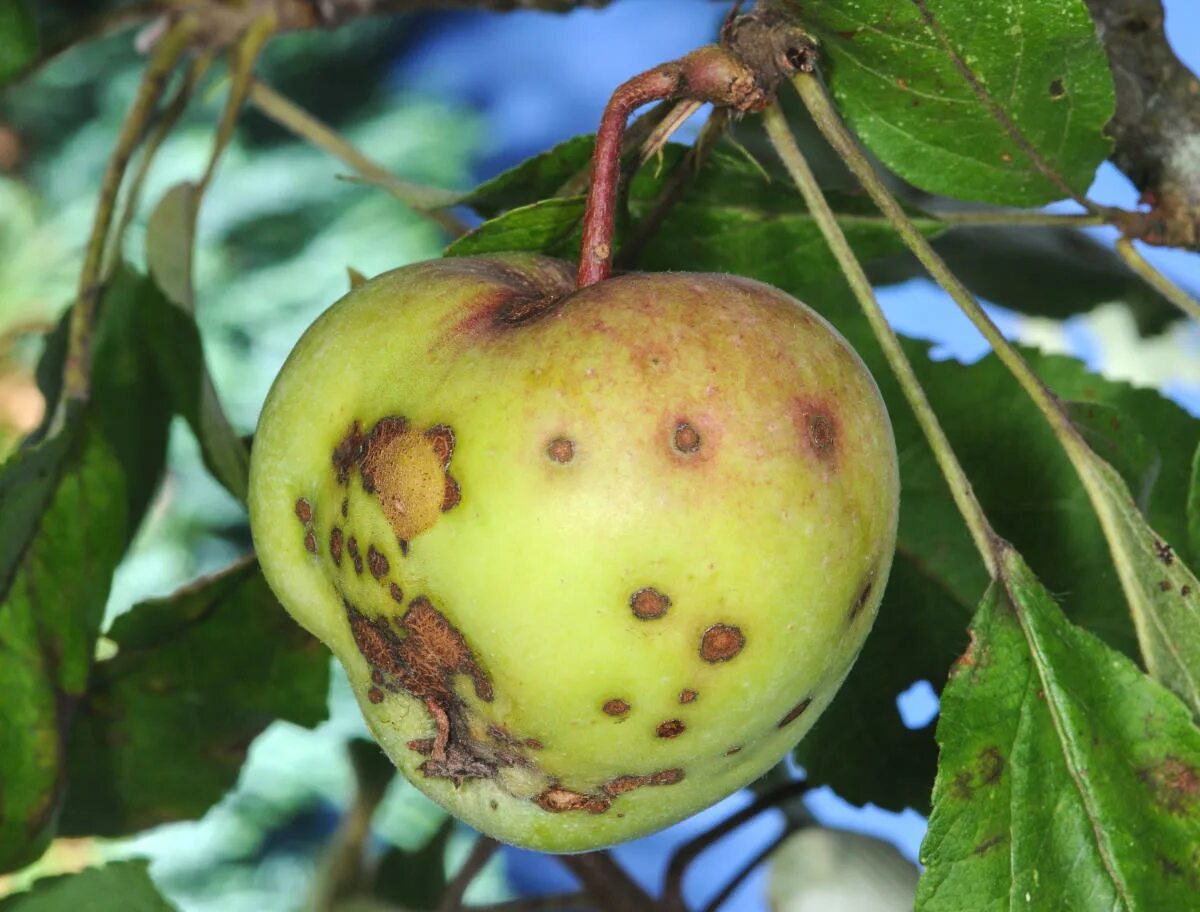 Болезни яблонь и способы лечения. Venturia парша. Альтернариоз яблони. Парша на яблоне. Парша монилиоз.