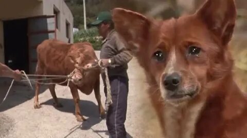 Sad pup separated from cow who raised him - camera captures t. 