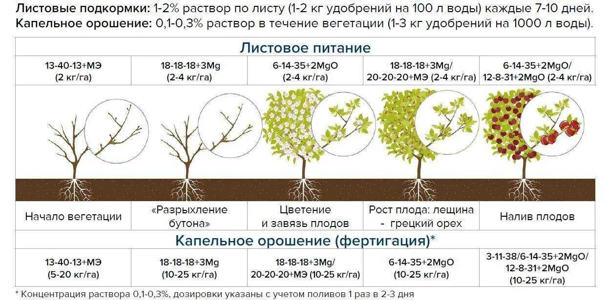 Схема подкормки плодовых деревьев весной. Таблица подкормки яблоня удобрениями. Стадии развития плода яблони. Схема внекорневой подкормки яблони. Подкормка яблонь и груш