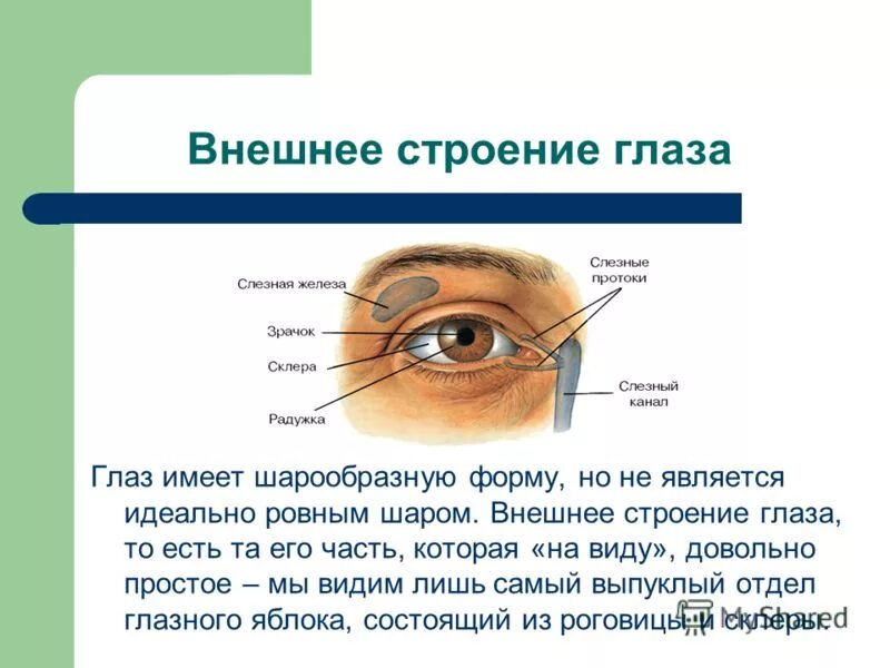 анатомия глаза человека. строение глазного яблока человека анатомия кратко. внешний вид глаза. наружное строение глаза. строение глаза анатомия.