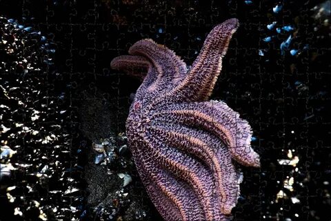 Морское беспозвоночное животное 7 букв