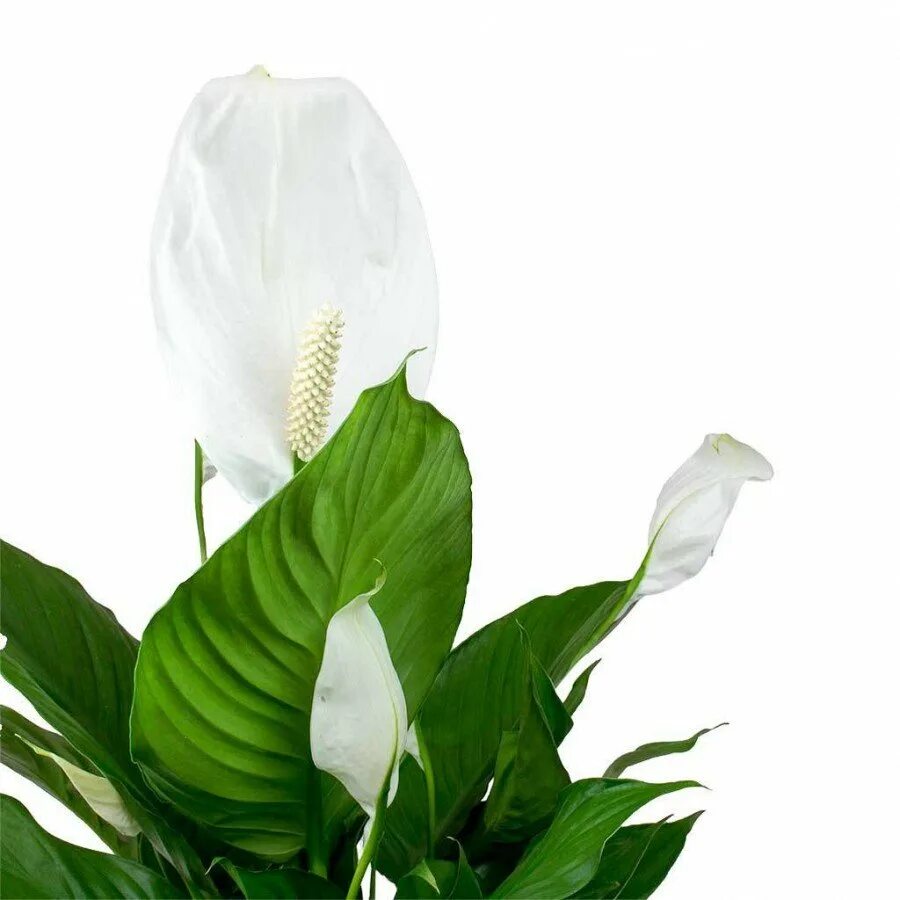 Белокрыльник спатифиллум. Спатифиллум (Peace Lily). Спатифиллум сенсейшен. Спатифиллум Ларго. Спатифиллум орхидеи