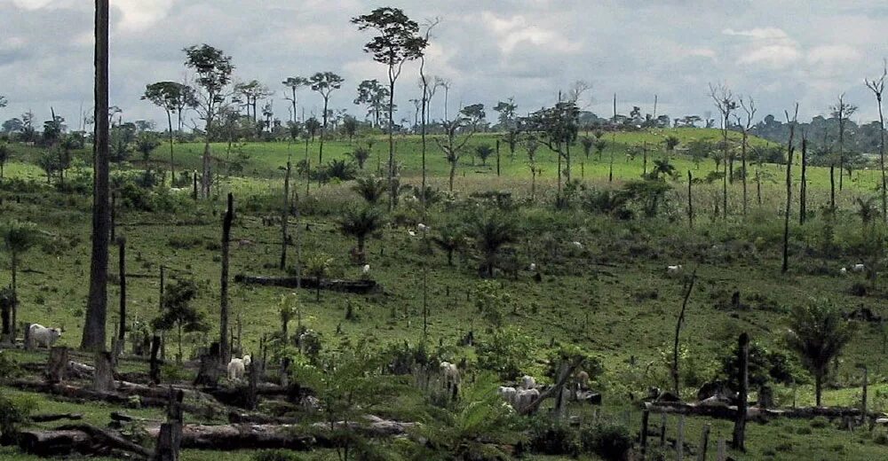 Обезлесение Бразилии. Вырубленные тропические леса Латинской Америки. Обезлесение тропических лесов Африки. Обезлесение в Индии.